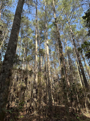0 HWY 13/PERCY BATES, OAK VALE, MS 39656, photo 4 of 13